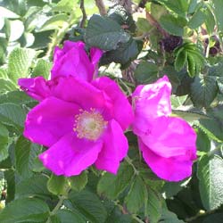 Roseira rugosa